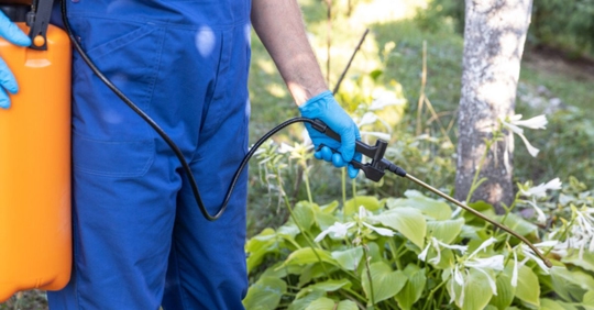 pest spraying