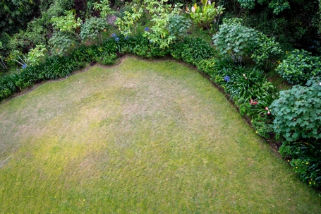 lawn with brown patches